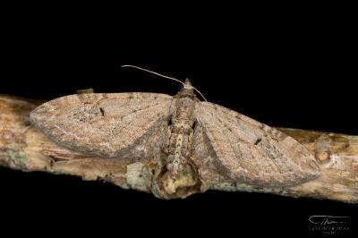 <i>Eupithecia innotata</i>