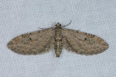 <i>Eupithecia innotata</i>
