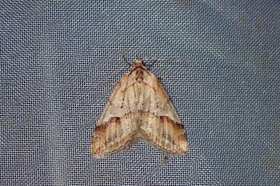 <i>Chesias rufata</i>