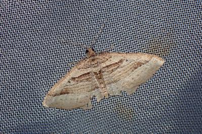 <i>Costaconvexa polygrammata</i>