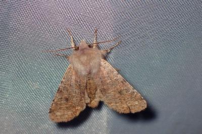 <i>Orthosia cruda</i>