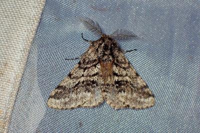 <i>Lycia hirtaria</i>