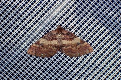 <i>Earophila badiata</i>