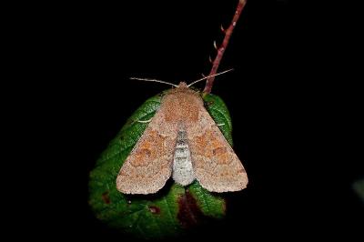 <i>Orthosia miniosa</i>