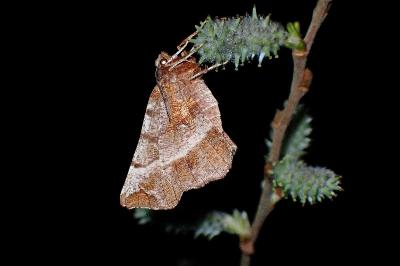 <i>Selenia dentaria</i>