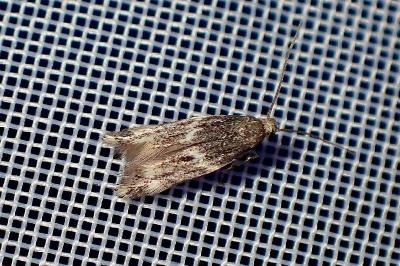 <i>Elachista</i>