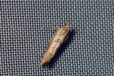 <i>Digitivalva pulicariae</i>