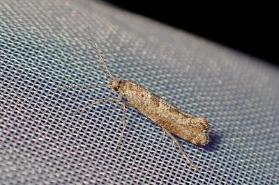 <i>Digitivalva pulicariae</i>