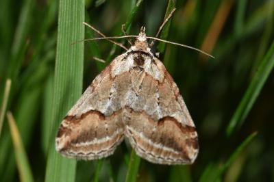 <i>Chesias rufata</i>