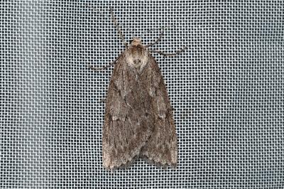 <i>Pachycnemia hippocastanaria</i>