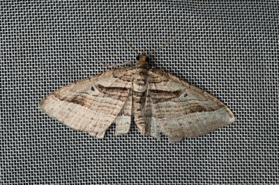 <i>Costaconvexa polygrammata</i>