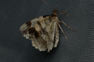 <i>Ligdia adustata</i>