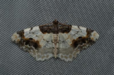 <i>Ligdia adustata</i>