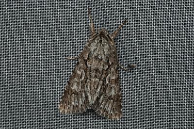 <i>Xylocampa areola</i>