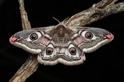 <i>Saturnia pavonia</i>