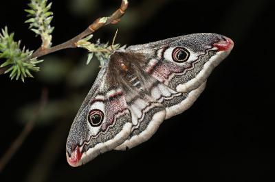 <i>Saturnia pavonia</i>