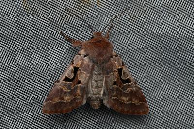 <i>Orthosia gothica</i>