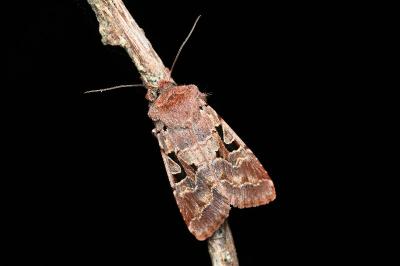 <i>Orthosia gothica</i>