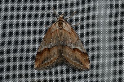 <i>Chesias rufata</i>
