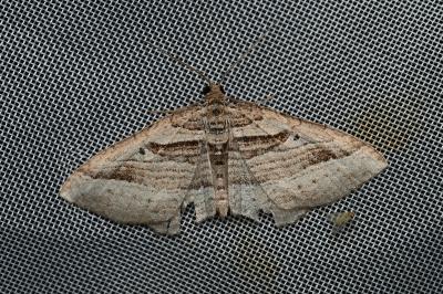 <i>Costaconvexa polygrammata</i>