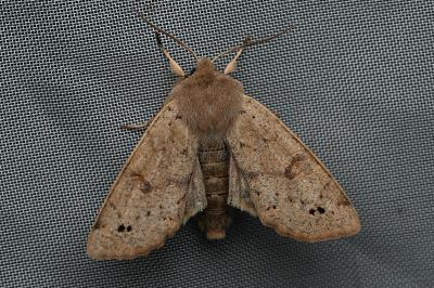 <i>Anorthoa munda</i>