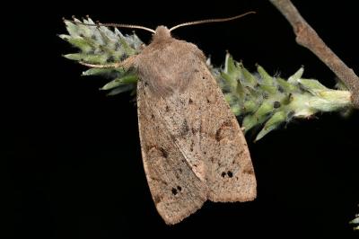 <i>Anorthoa munda</i>