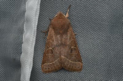 <i>Orthosia cerasi</i>