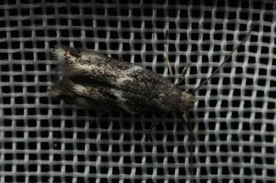 <i>Elachista</i>