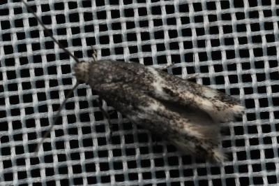 <i>Elachista</i>