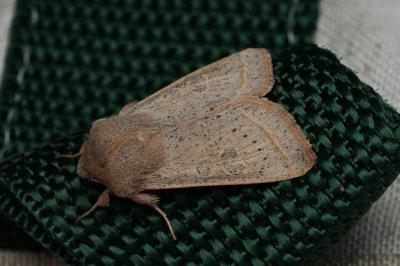 <i>Orthosia gracilis</i>