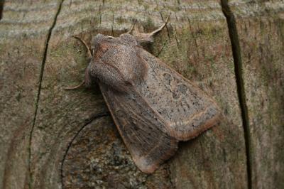 <i>Orthosia gracilis</i>