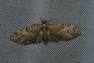 <i>Eupithecia abbreviata</i>
