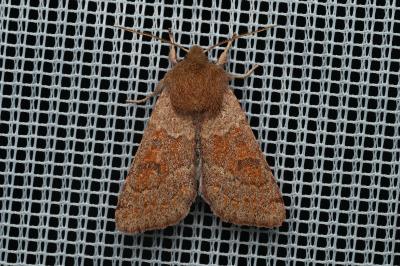 <i>Orthosia miniosa</i>