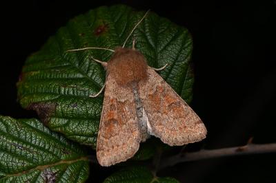 <i>Orthosia miniosa</i>