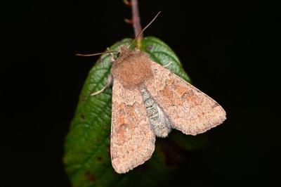 <i>Orthosia miniosa</i>
