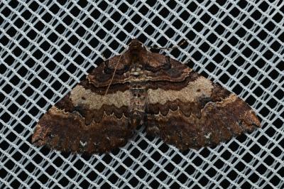 <i>Earophila badiata</i>