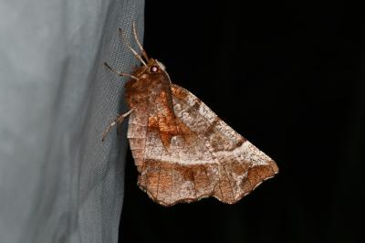 <i>Selenia dentaria</i>