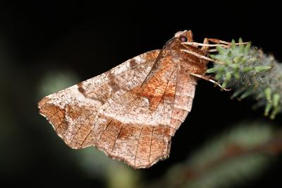 <i>Selenia dentaria</i>