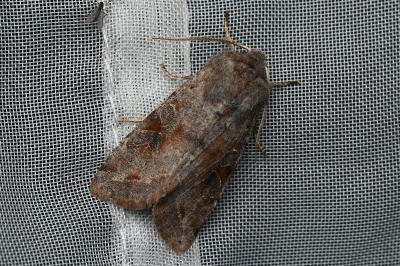<i>Orthosia incerta</i>