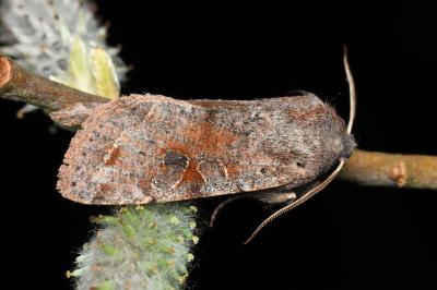 <i>Orthosia incerta</i>