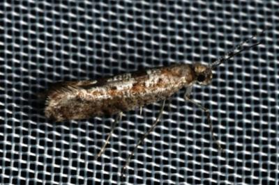<i>Digitivalva pulicariae</i>
