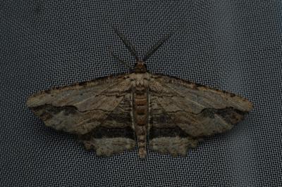 <i>Menophra abruptaria</i>