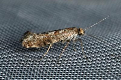 <i>Digitivalva pulicariae</i>