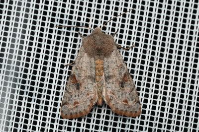 <i>Orthosia incerta</i>