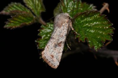 <i>Orthosia incerta</i>