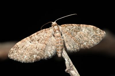 <i>Eupithecia abbreviata</i>