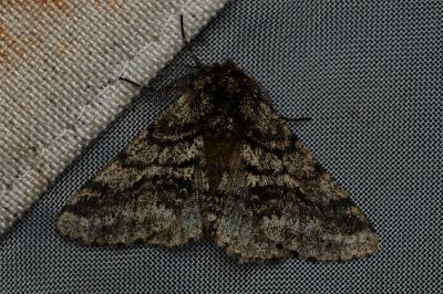 <i>Lycia hirtaria</i>
