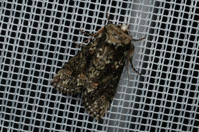 <i>Polyploca ridens</i>