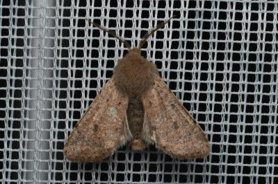 <i>Orthosia cruda</i>