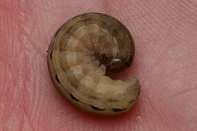 <i>Noctua pronuba</i>